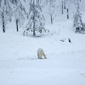 Polar bear (Ursus maritimus)
