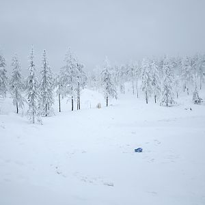 Polar bear enclosure