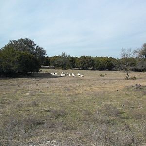 Scimitar-Horned Oryx