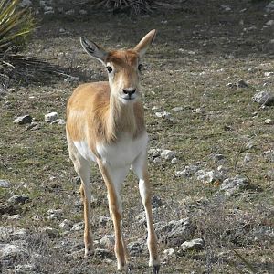 Blackbuck