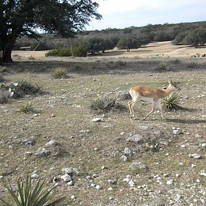 Blackbuck