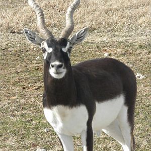 Blackbuck