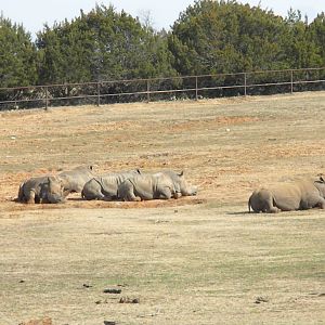 White Rhino and Thomson's Gazelle