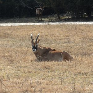 Roan Antelope