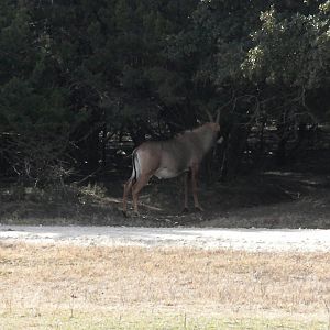 Roan Antelope