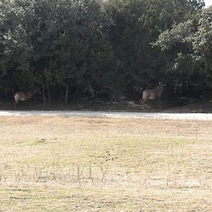 Roan Antelope