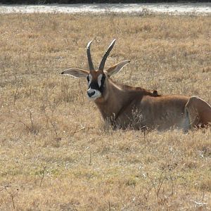 Roan Antelope