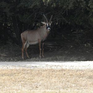 Roan Antelope