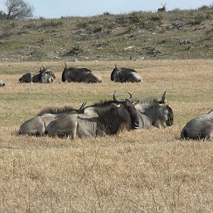 Wildebeest