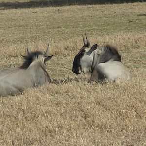 Wildebeest