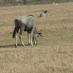Wildebeest