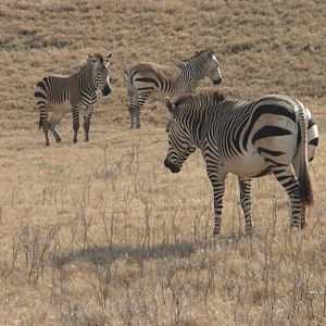 Hartmann's Mountain Zebra