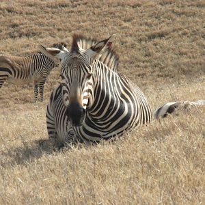 Hartmann's Mountain Zebra