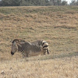 Hartmann's Mountain Zebra
