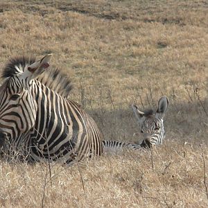Hartmann's Mountain Zebra