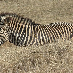 Hartmann's Mountain Zebra