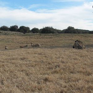 Hartmann's Mountain Zebra
