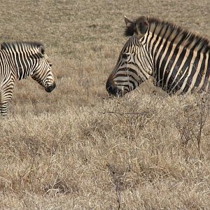 Hartmann's Mountain Zebra