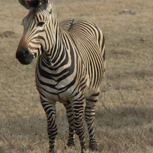 Hartmann's Mountain Zebra