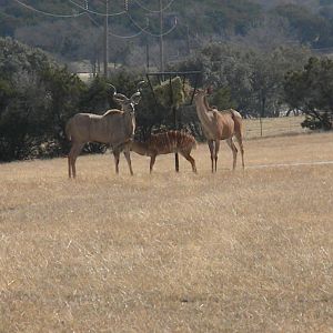 Greater Kudu and Nyala