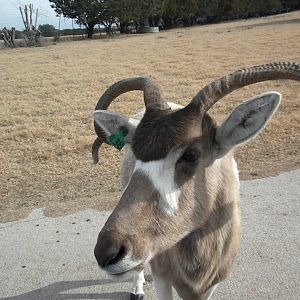 Addax