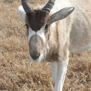 Addax