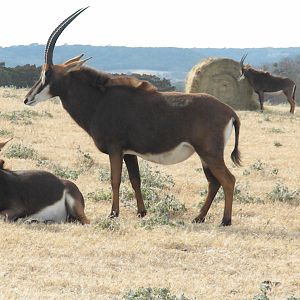 Sable Antelope