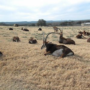 Sable Antelope