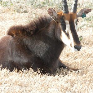 Sable Antelope