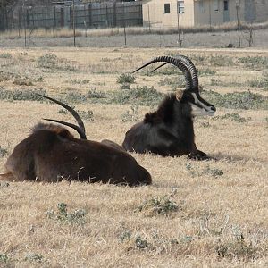 Sable Antelope