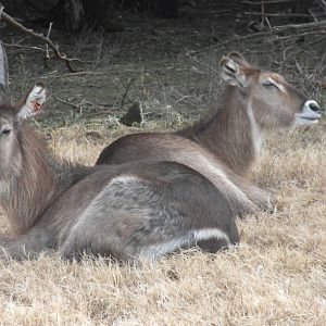 Waterbuck