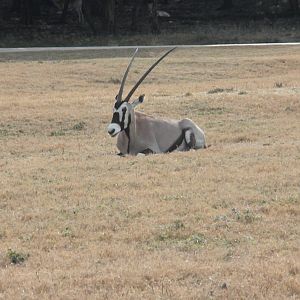 Gemsbok