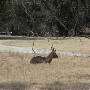 Waterbuck