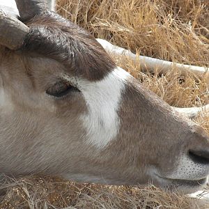 Addax