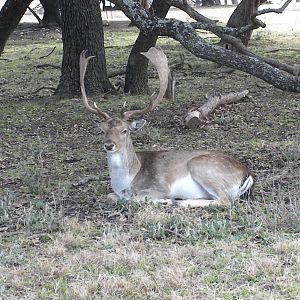 Fallow Deer