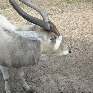 Addax