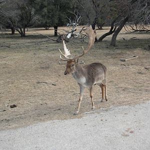 Fallow Deer