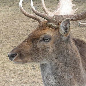 Fallow Deer
