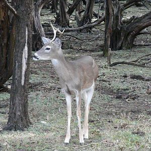 White-Tailed Deer