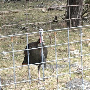 Wild Turkey