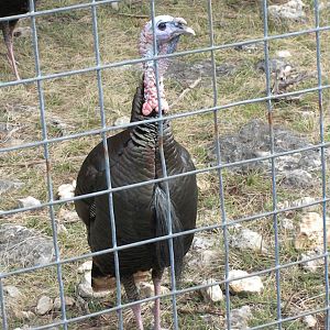 Wild Turkey