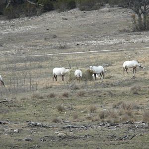 Arabian Oryx