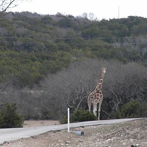 Reticulated Giraffe