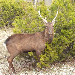 Sika Deer