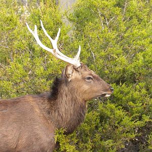 Sika Deer