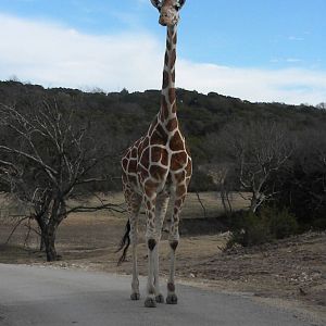 Reticulated Giraffe