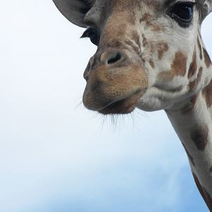 Reticulated Giraffe