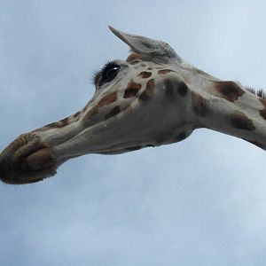 Reticulated Giraffe
