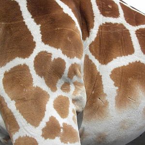 Reticulated Giraffe