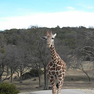 Reticulated Giraffe